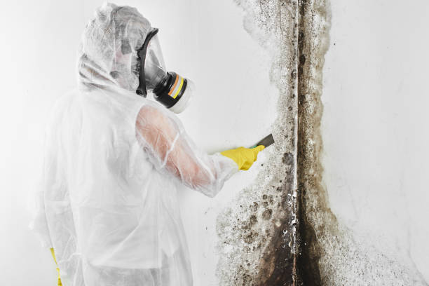 Durham, CA Mold Inspection, Removal & Remediation Company